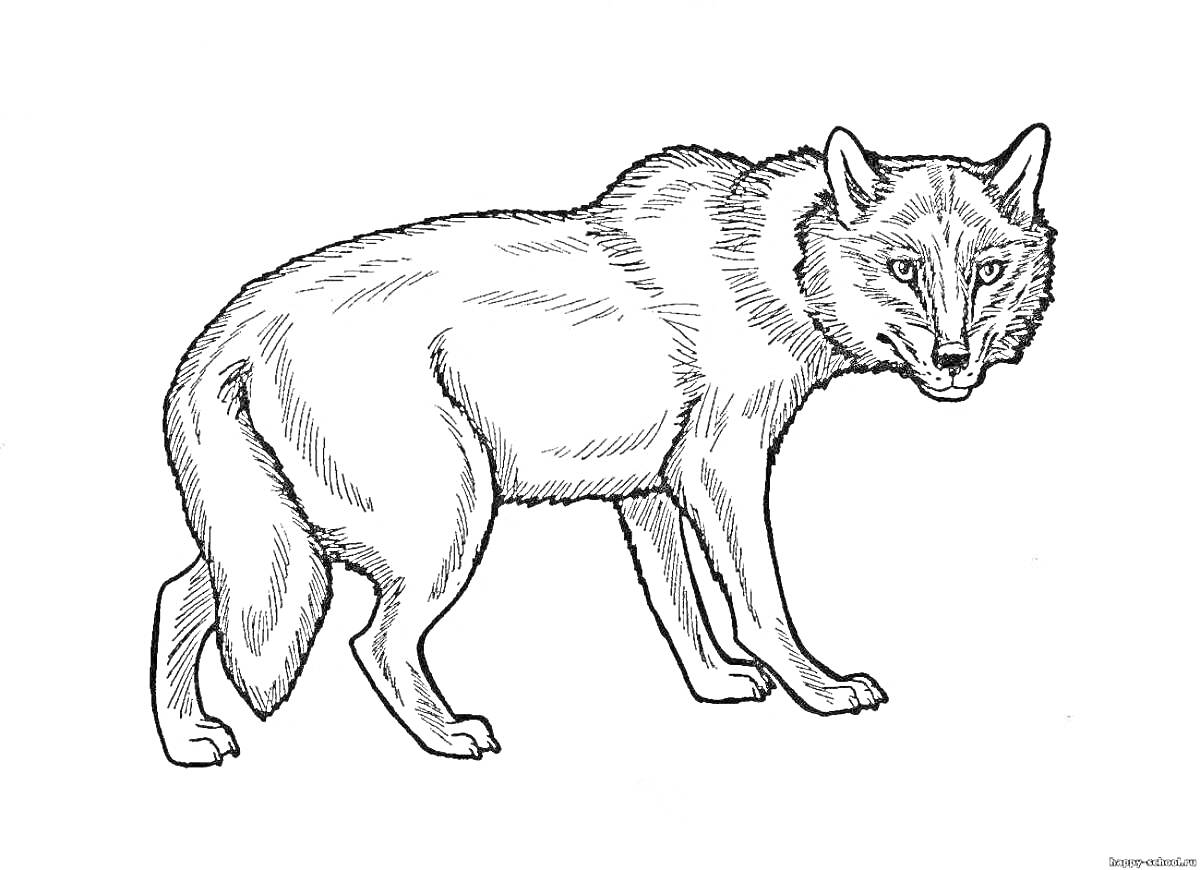 Раскраска Красный волк из Красной книги России, стоящий на четырёх лапах, смотрящий вперёд
