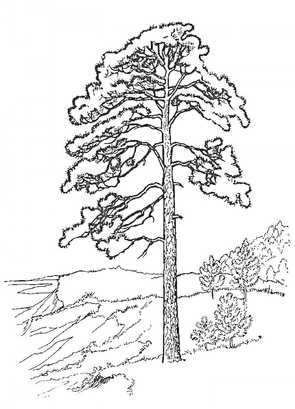 На раскраске изображено: Сосна, Склон, Кусты, Горы, Природа, Для детей