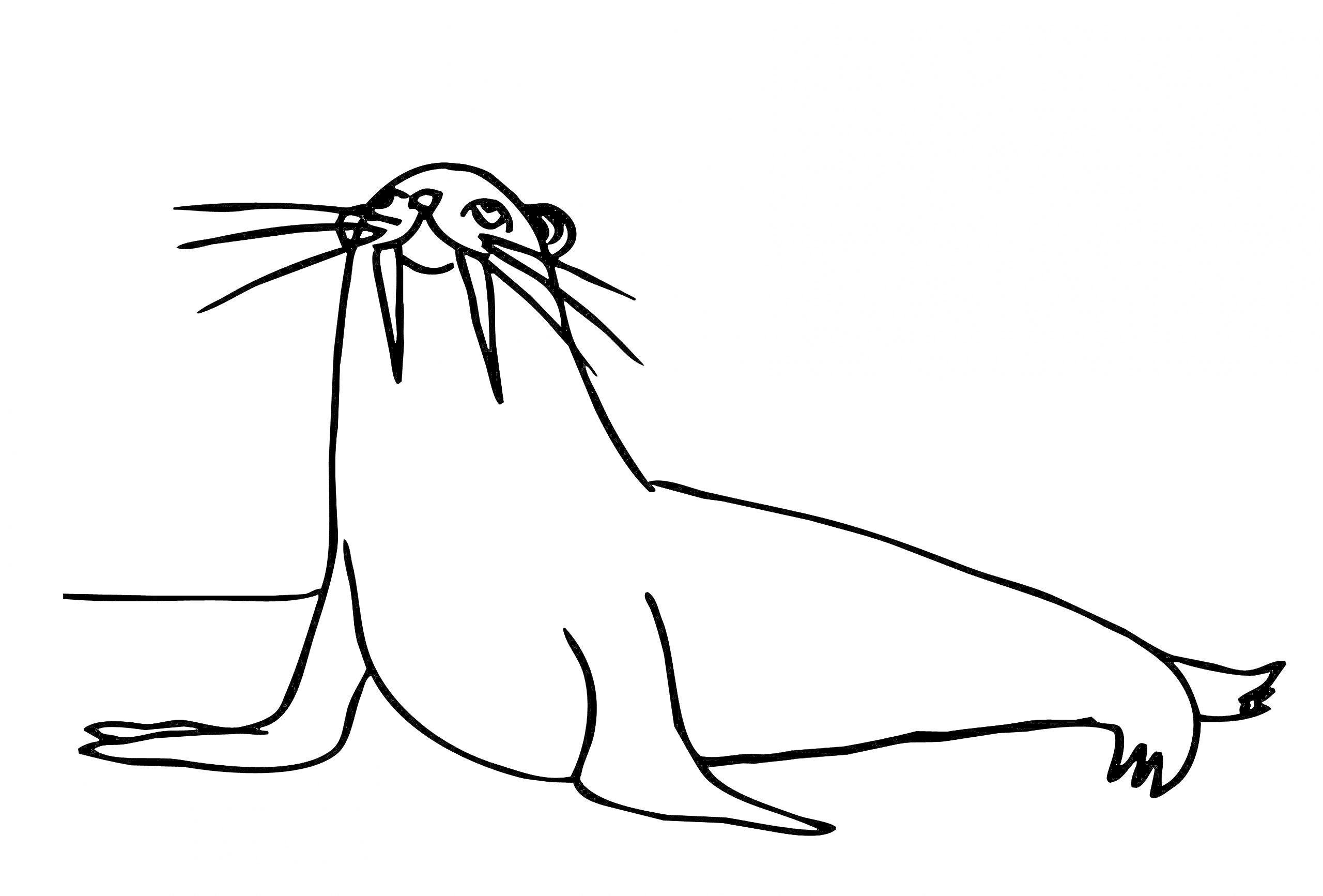 Морж с длинными клыками лежит на земле
