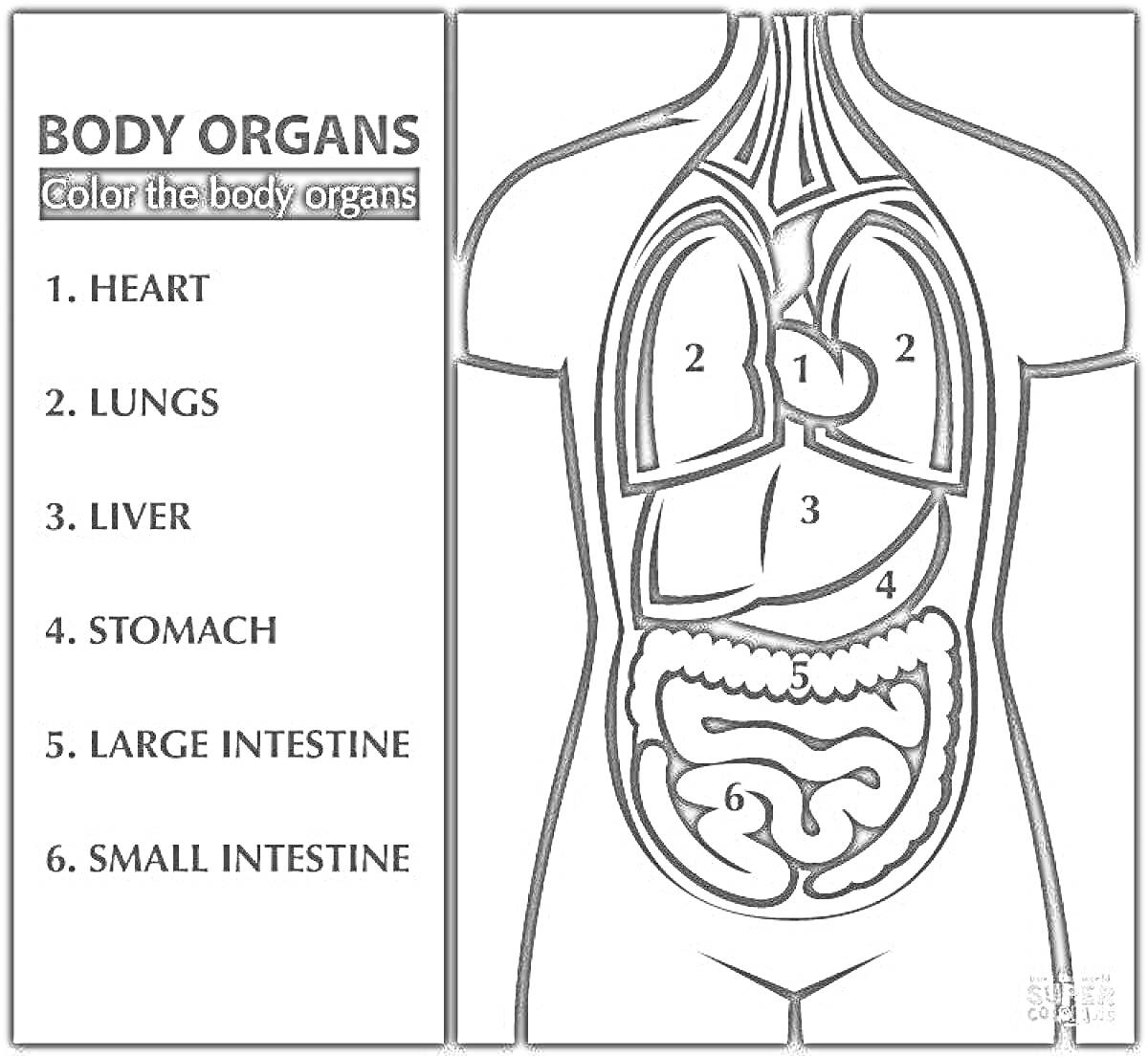 Раскраска Органы тела - сердце, легкие, печень, желудок, толстый кишечник, тонкий кишечник
