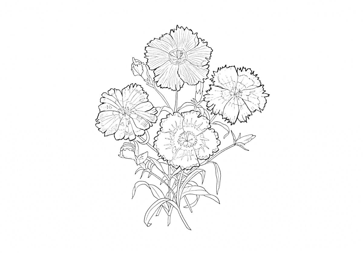 Раскраска Букет гвоздик с пятью цветами и нераспустившимся бутоном