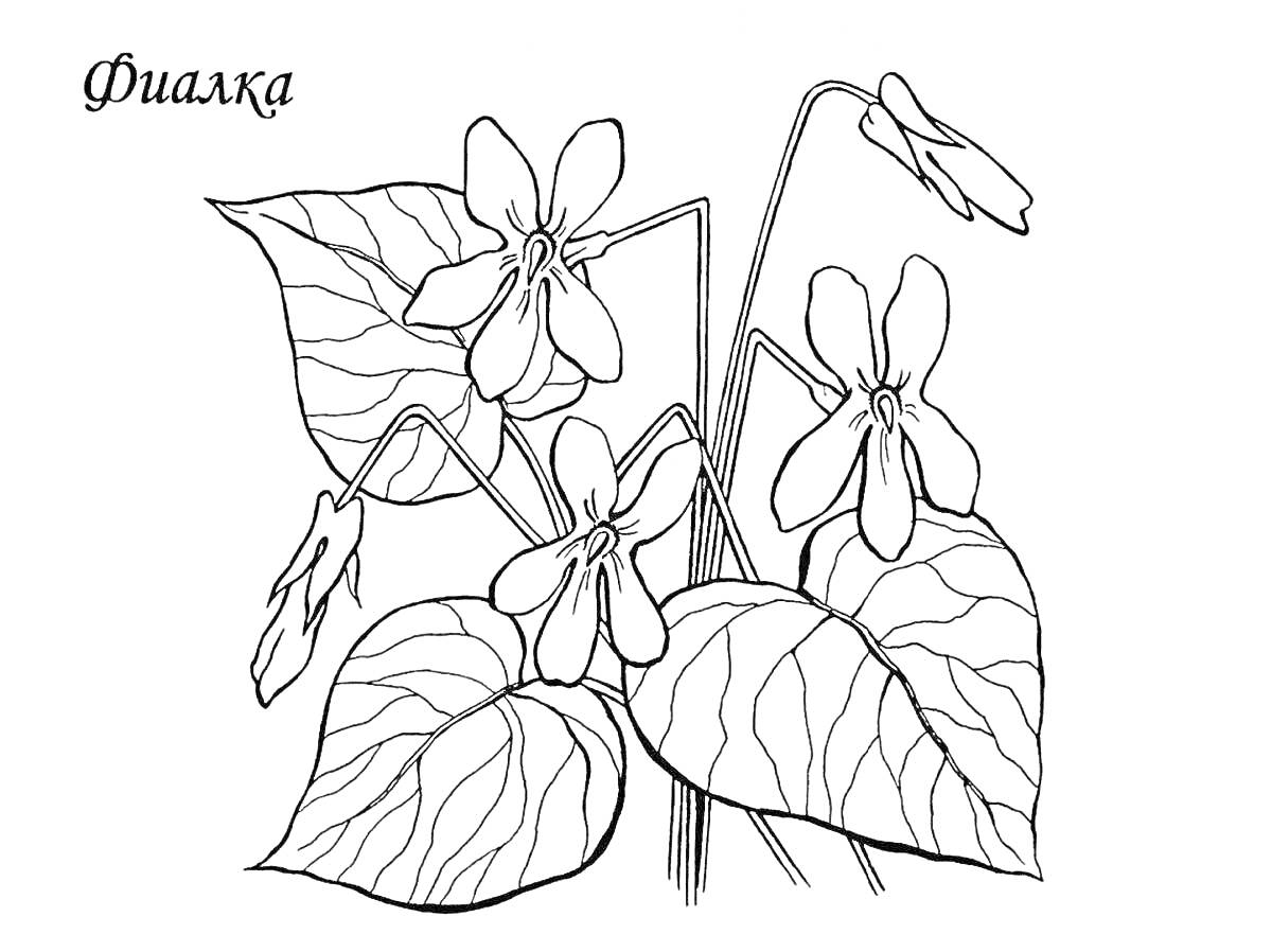 На раскраске изображено: Фиалка, Комнатные растения, Зеленый, Листья