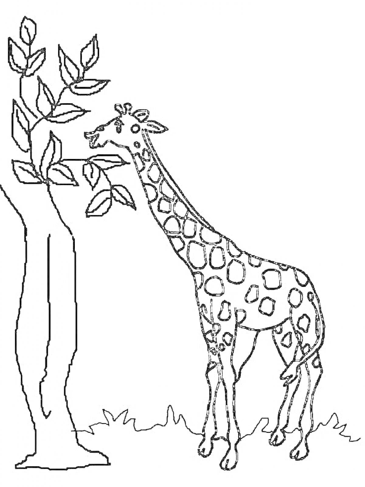 Раскраска Жираф, поедающий листья с дерева