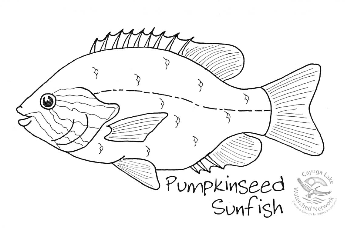 Раскраска Строение тыквенной солнечной рыбки (Pumpkinseed Sunfish): голова, рот, глаз, жаберные крышки, грудной плавник, спинной плавник, анальный плавник, хвостовой плавник, боковая линия.