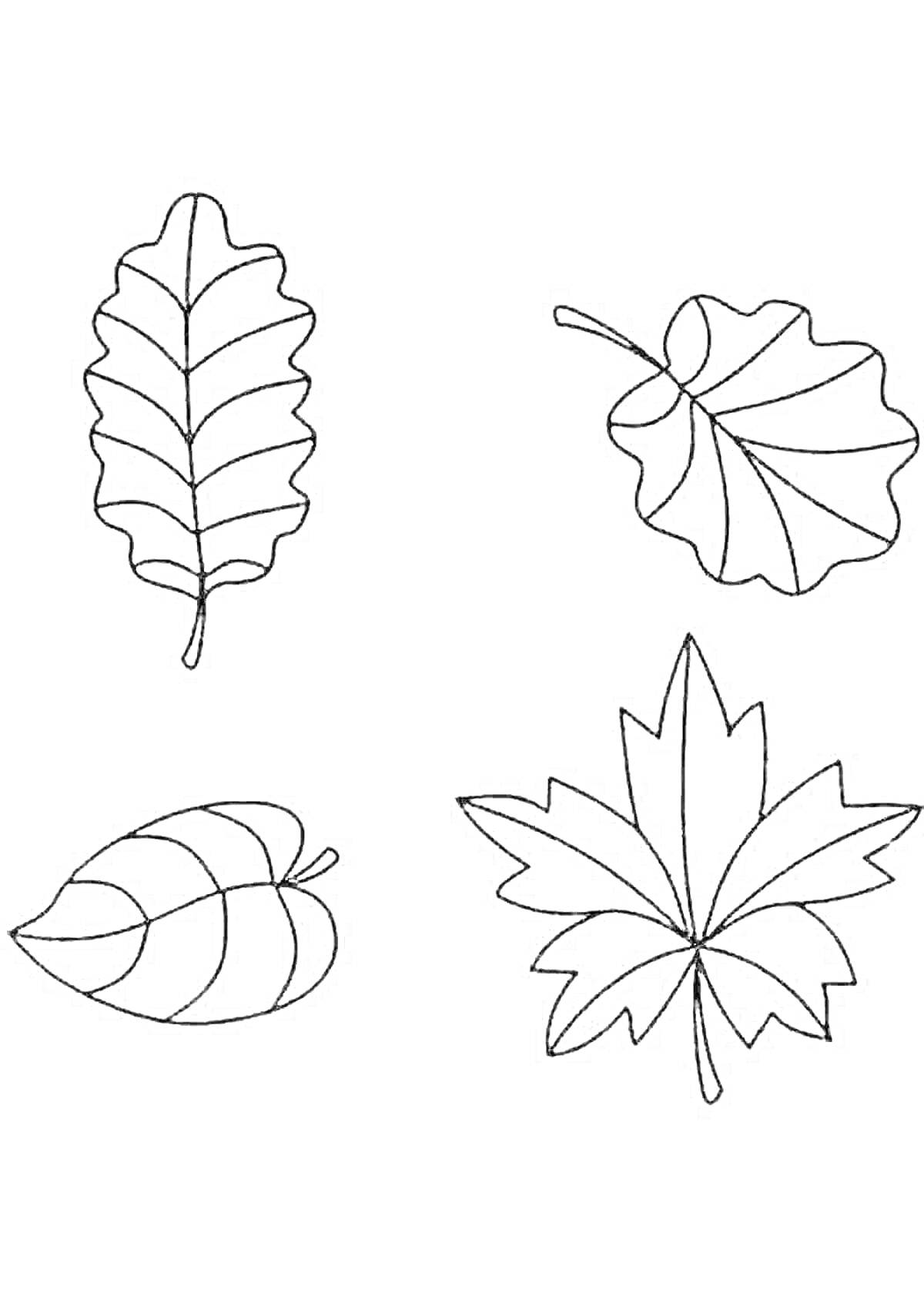 На раскраске изображено: Листья, Дуб, Липа, Клен, Осень, Природа