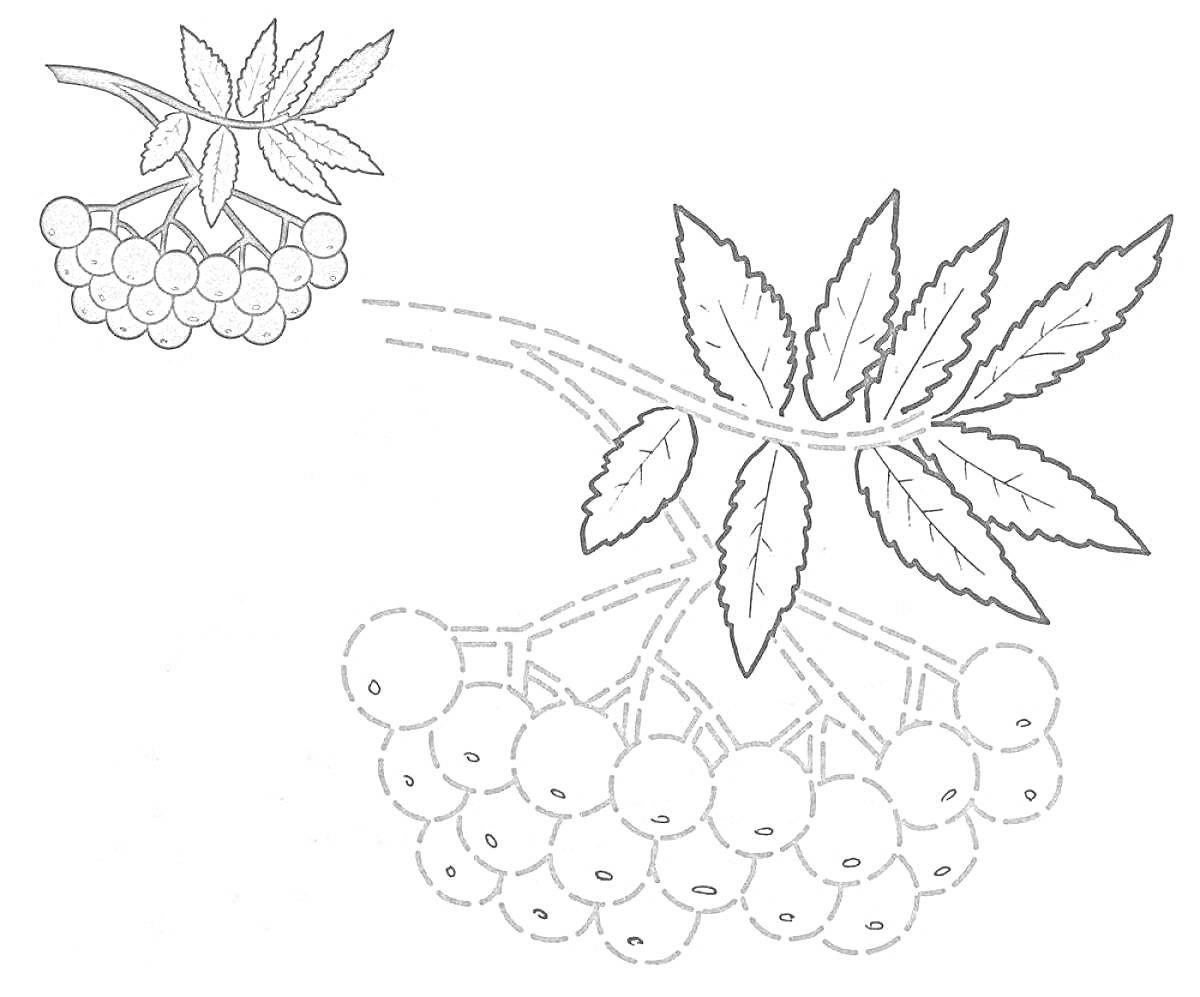 Раскраска Веточка рябины с листьями и гроздью ягод