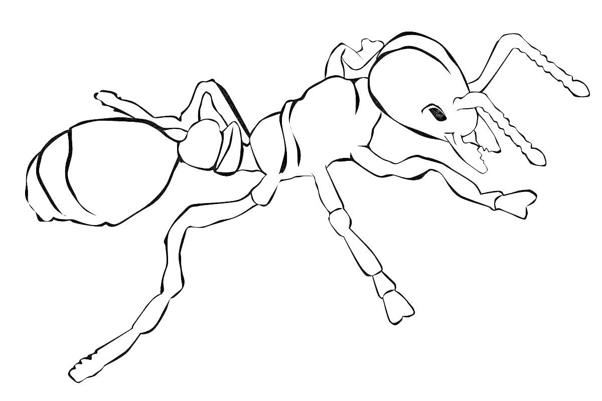 На раскраске изображено: Муравей, Насекомое