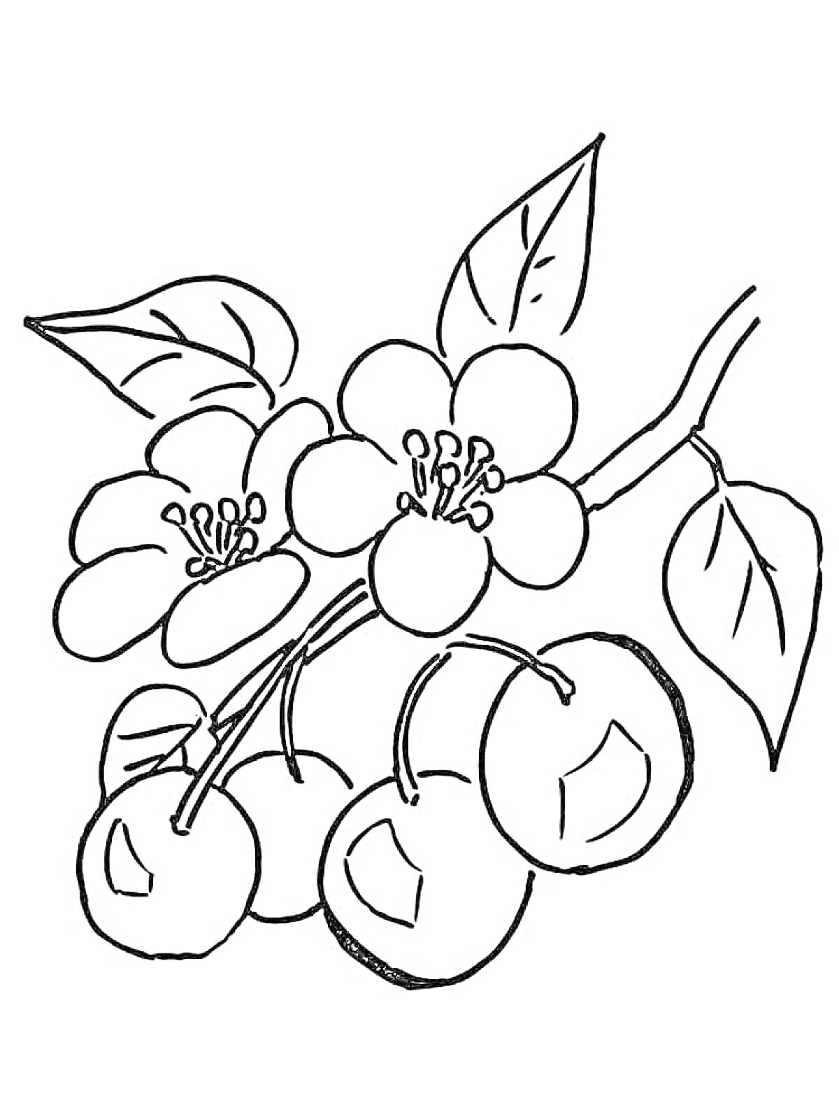 На раскраске изображено: Весенние цветы, Ягоды, Ветка, Листья, Природа, Плоды, Ботаника