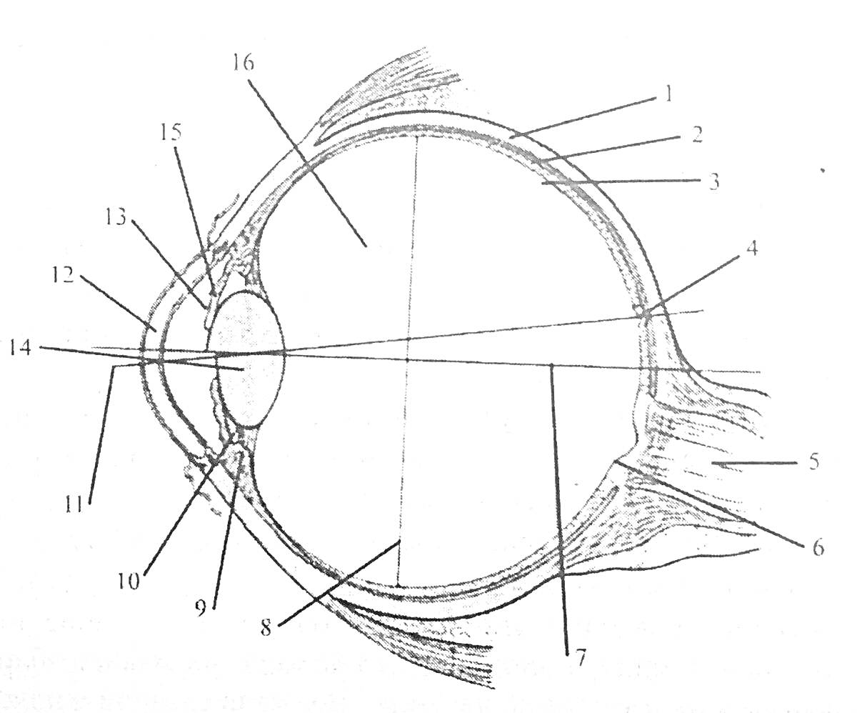 строение глаза: 1 - конъюнктива, 2 - роговица, 3 - передняя камера, 4 - радужка, 5 - зрачок, 6 - цилиарное тело, 7 - склера, 8 - хориоидея, 9 - сетчатка, 10 - зрительный нерв, 11 - макула, 12 - задняя камера, 13 - хрусталик, 14 - стекловидное тело, 15 - а