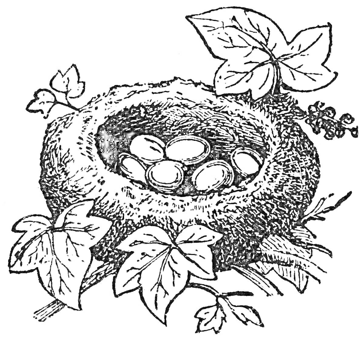 На раскраске изображено: Гнездо, Яйца, Листья, Природа, Лес