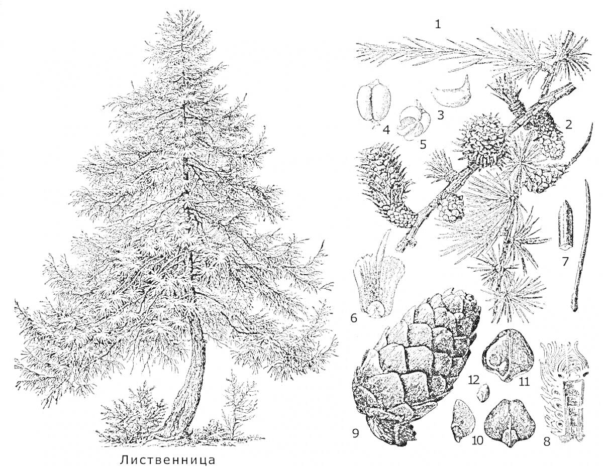 Лиственница с элементами: дерево, кора, хвоя, шишка, семена, почки