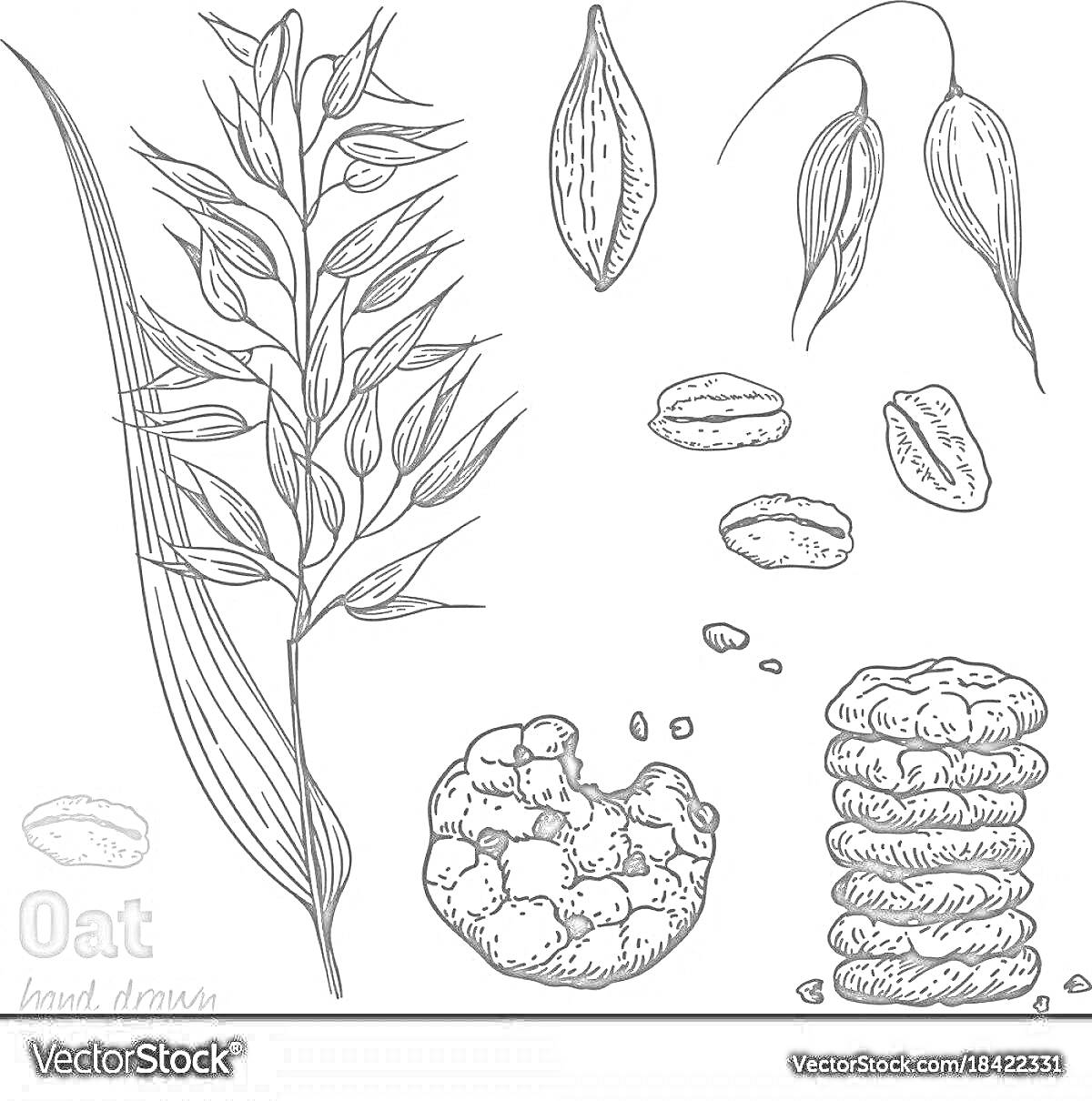 На раскраске изображено: Овес, Зерна, Зернышки, Колос, Печенье, Рисованный
