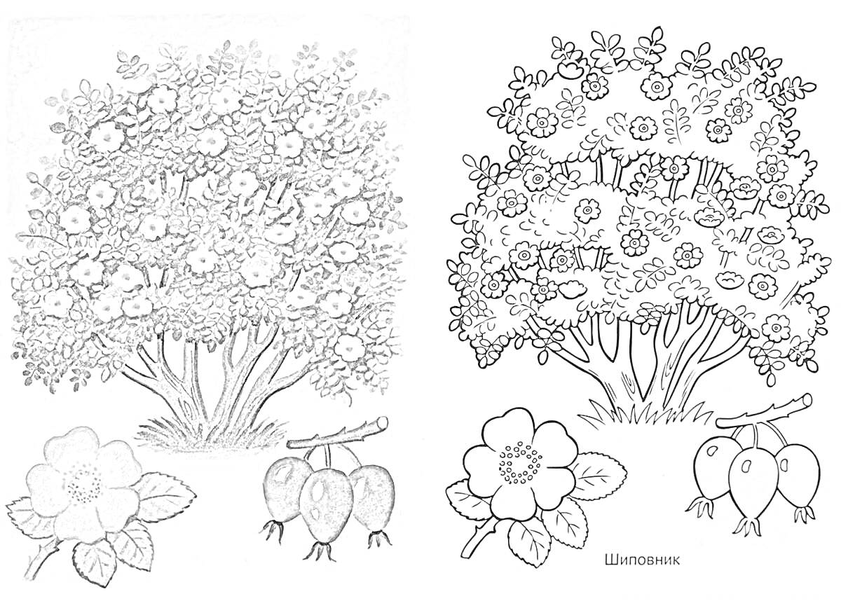 Раскраска Куст шиповника с цветами и ягодами, отдельные изображения цветка и ягод
