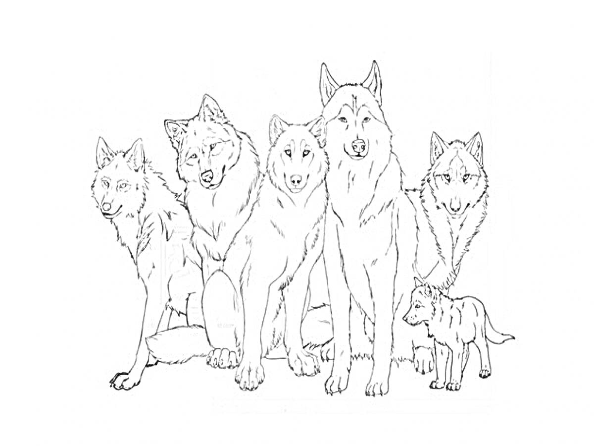 На раскраске изображено: Волчонок, Животные, Семья, Природа