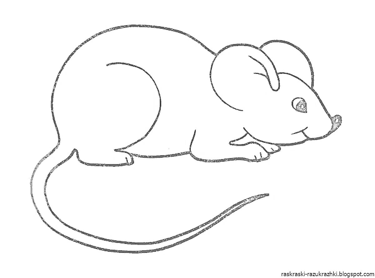 На раскраске изображено: Мышь, Животные, Длинный хвост, Уши, Нос, Лапы, Для детей, Глаза