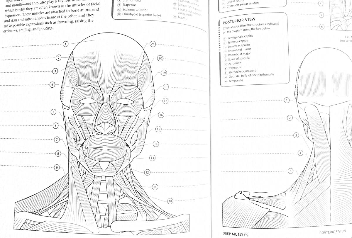 Раскраска Изображение анатомических структур головы и шеи, передний и задний вид с пометками