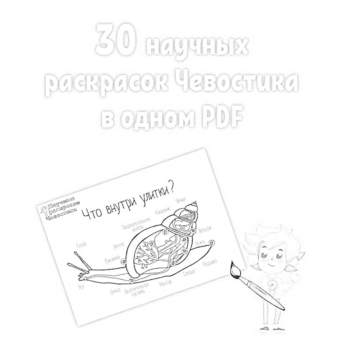 На раскраске изображено: Анатомия, Улитка, Чевостик, PDF, Образование