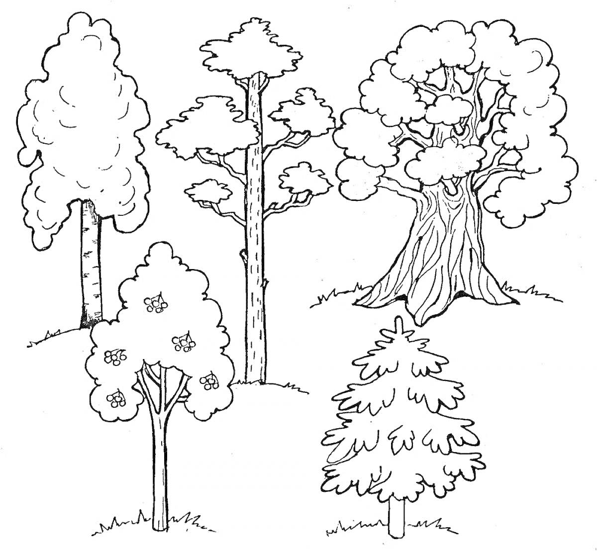 На раскраске изображено: Деревья, Зима, Природа, Лес