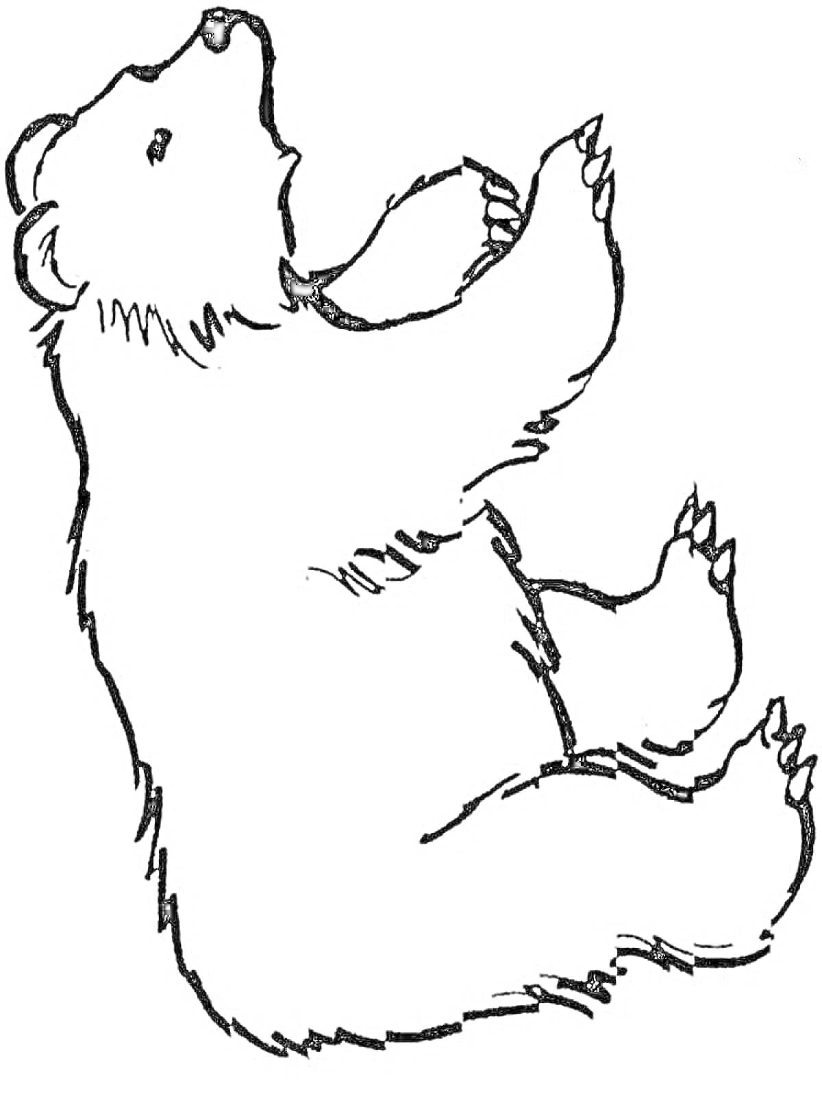 На раскраске изображено: Медведь, Животные, Для детей, Сидеть