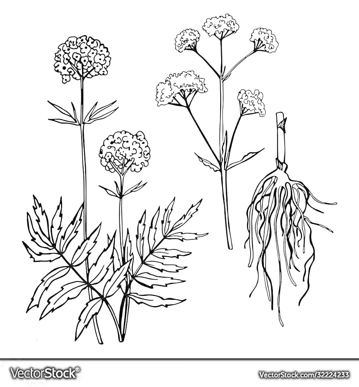 Раскраска Валериана - цветы, листья и корень