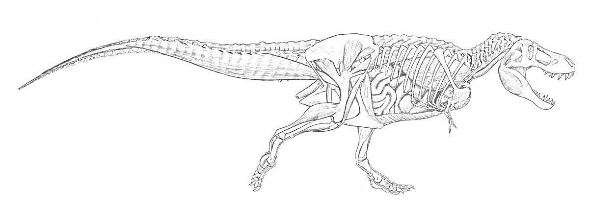 Раскраска Скелет черепозавра в движении, крупный хищник, показан сбоку, детализированные кости и череп