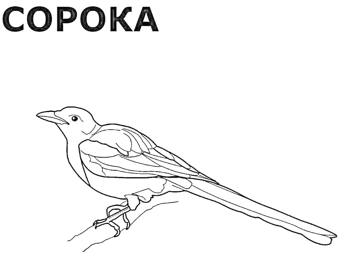 На раскраске изображено: Зимующие птицы, Сорока, Ветка, Для детей