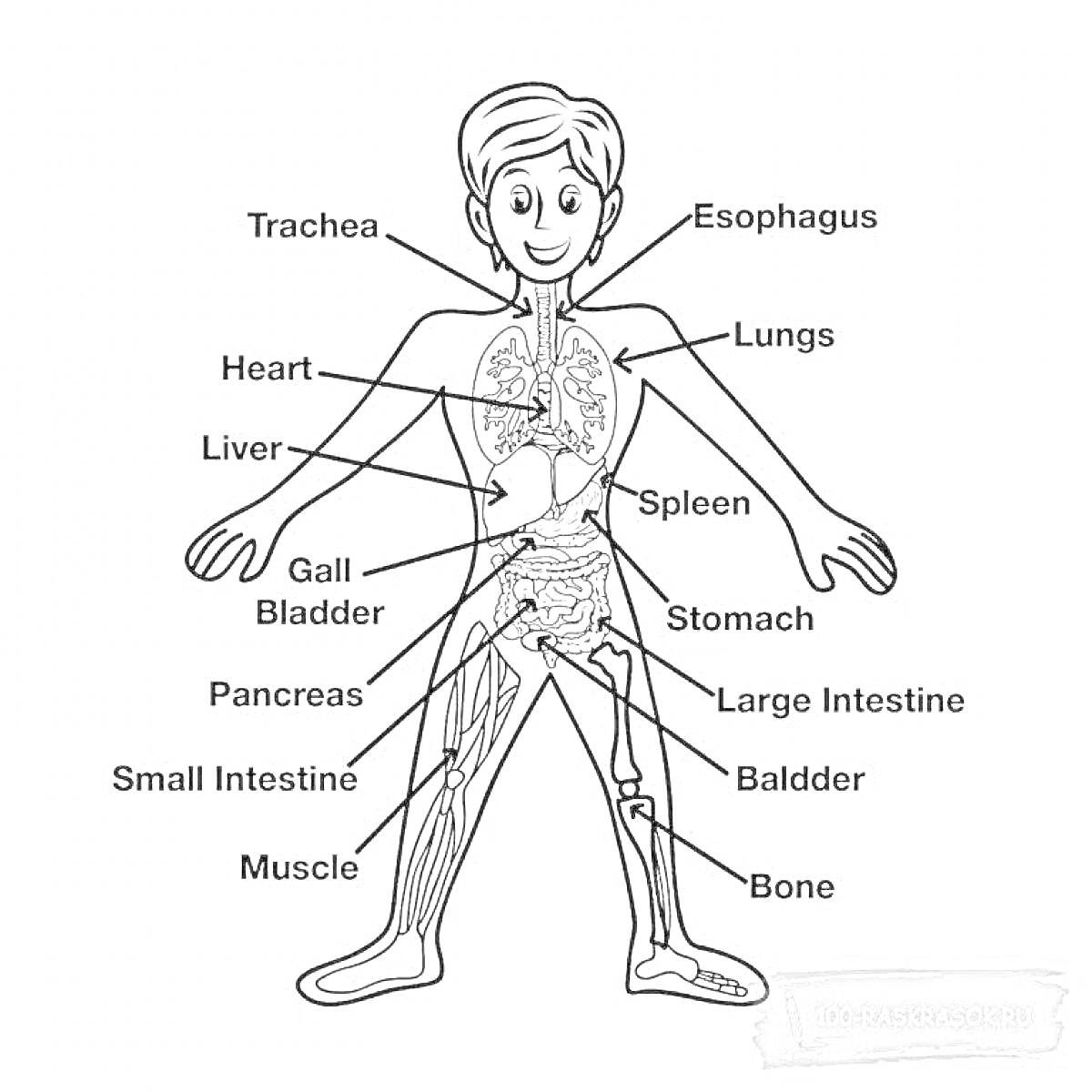 Раскраска Органы человека. На фото изображены: сердце, лёгкие, трахея, пищевод, печень, желчный пузырь, селезёнка, желудок, поджелудочная железа, тонкий кишечник, толстый кишечник, мышцы, кости, мочевой пузырь.