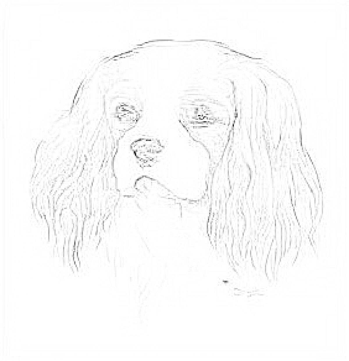 На раскраске изображено: Собака, Голова