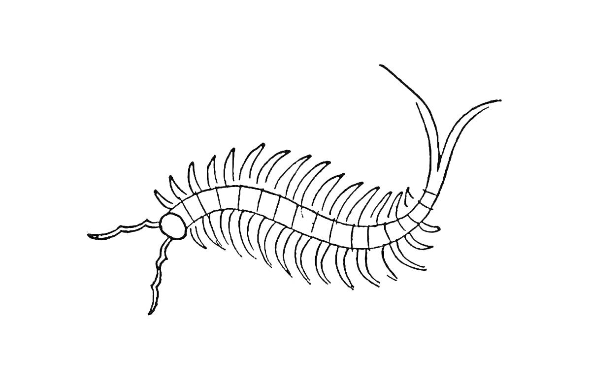 Раскраска Сороконожка с длинным телом, множеством ножек и усиками