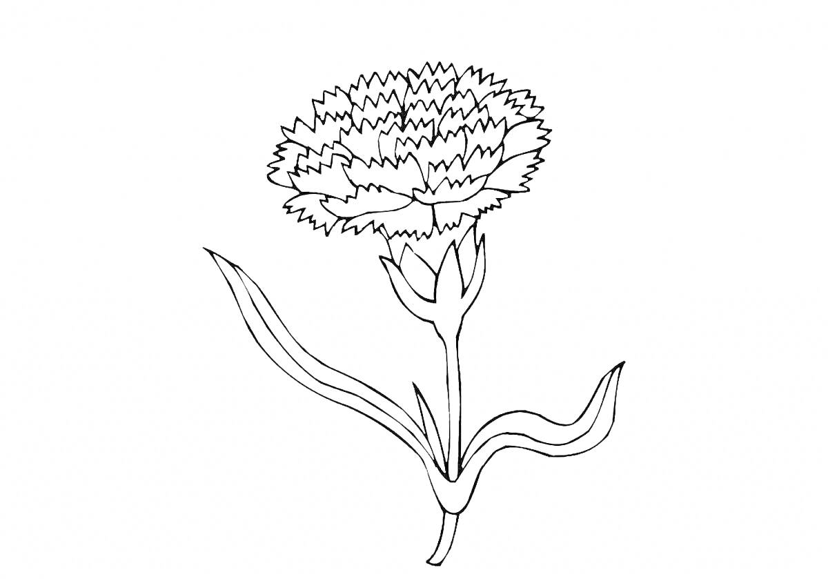 На раскраске изображено: Гвоздика, Листья, Контурные рисунки