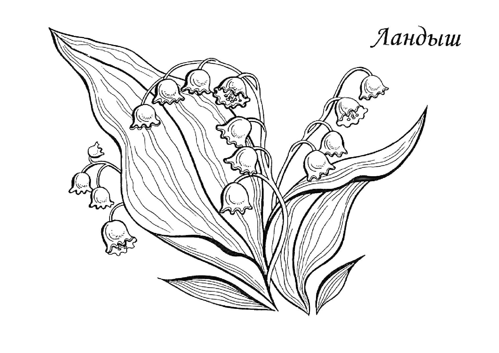 Раскраска Ландыш, соцветия и листья