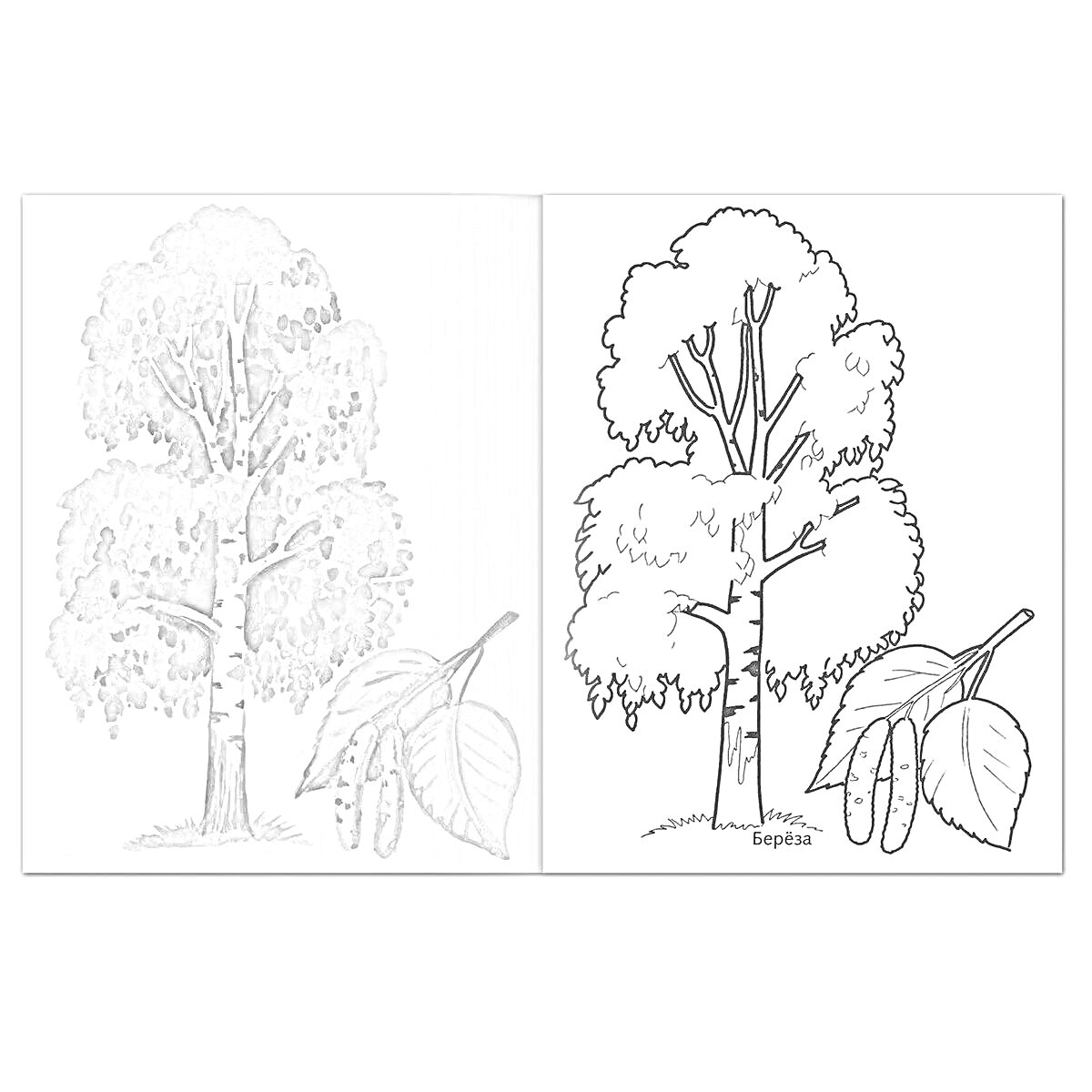 На раскраске изображено: Береза, Листья, Для детей, Природа, Зеленый цвет, Лес