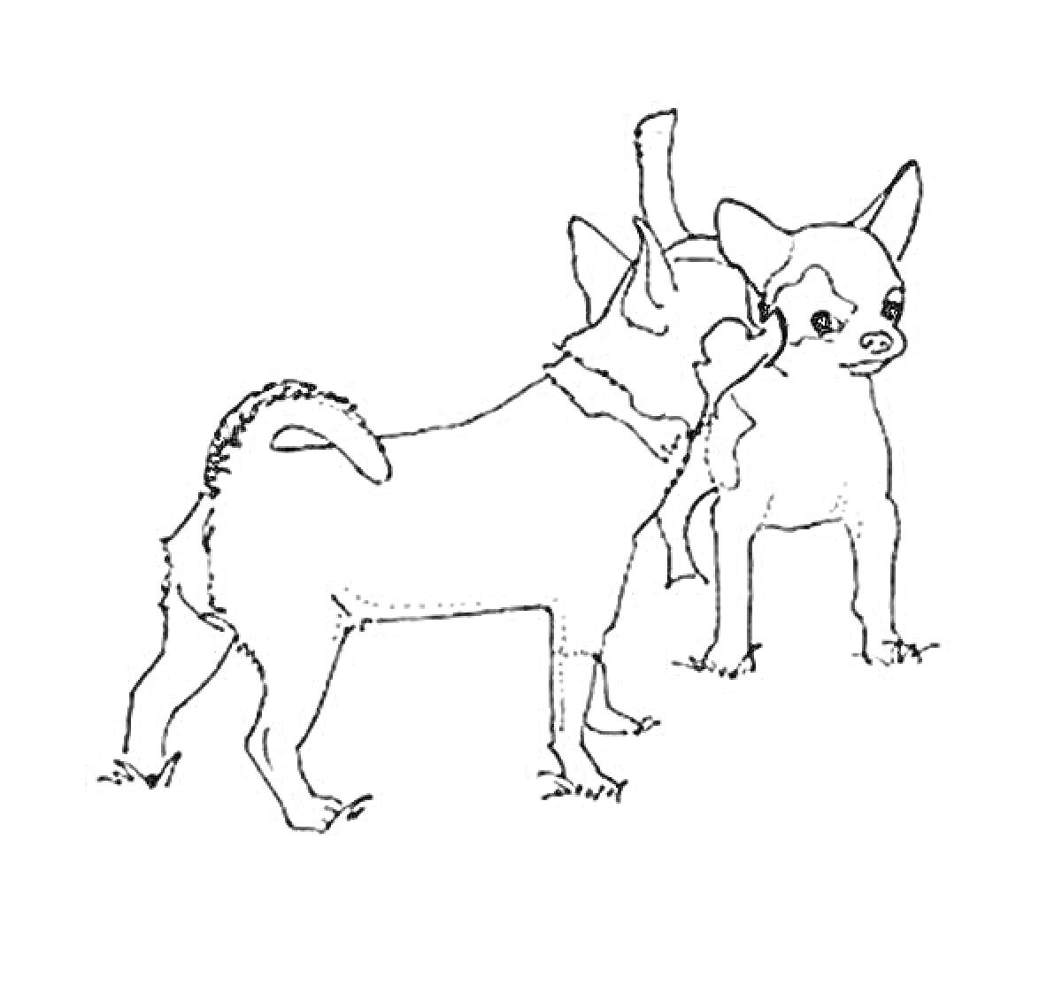 На раскраске изображено: Чихуахуа, Собака, Животные, Домашние животные