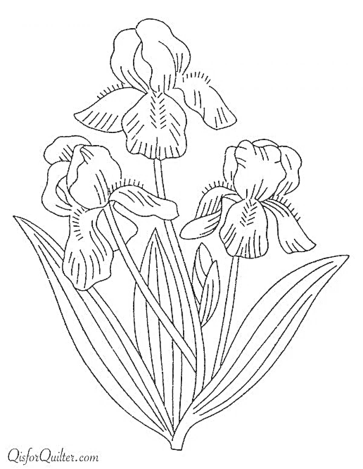 Раскраска Раскраска с изображением ирисов с цветками и листьями