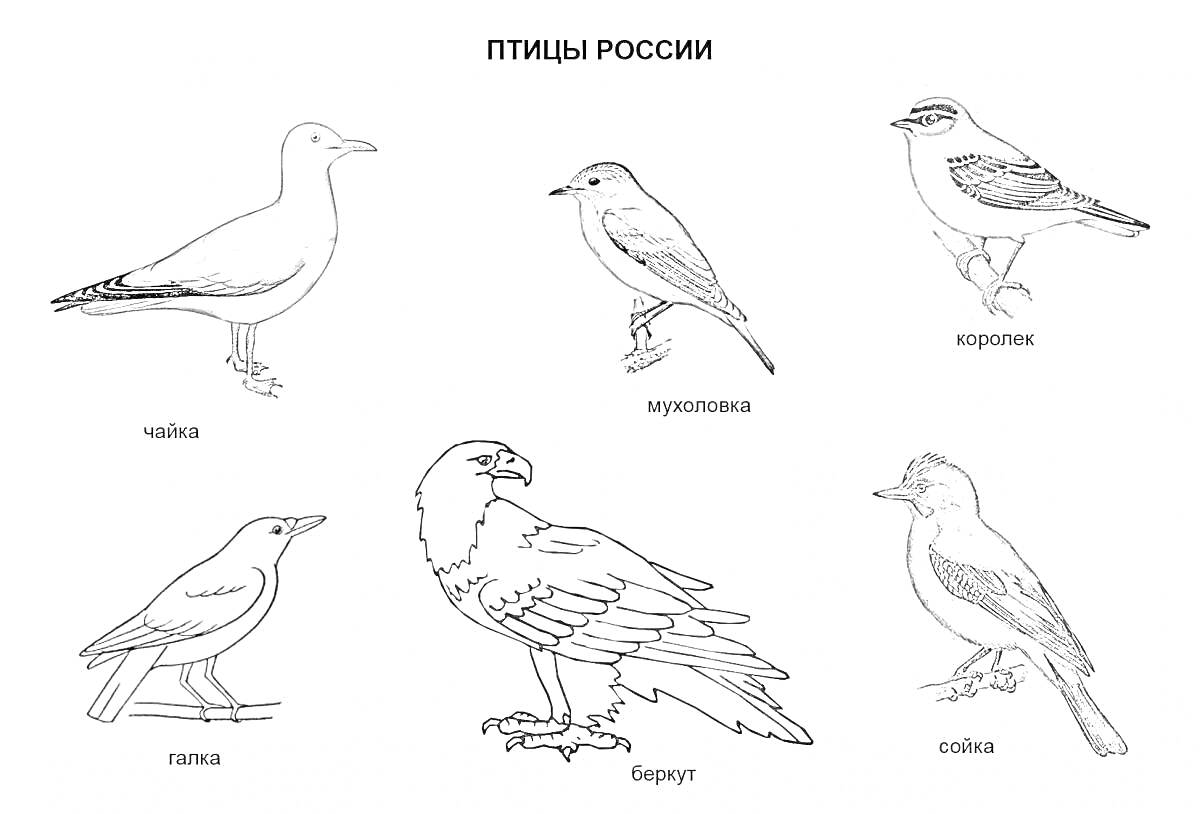 На раскраске изображено: Зимующие птицы, Россия, Воробей, Беркут, Скворец, Зима