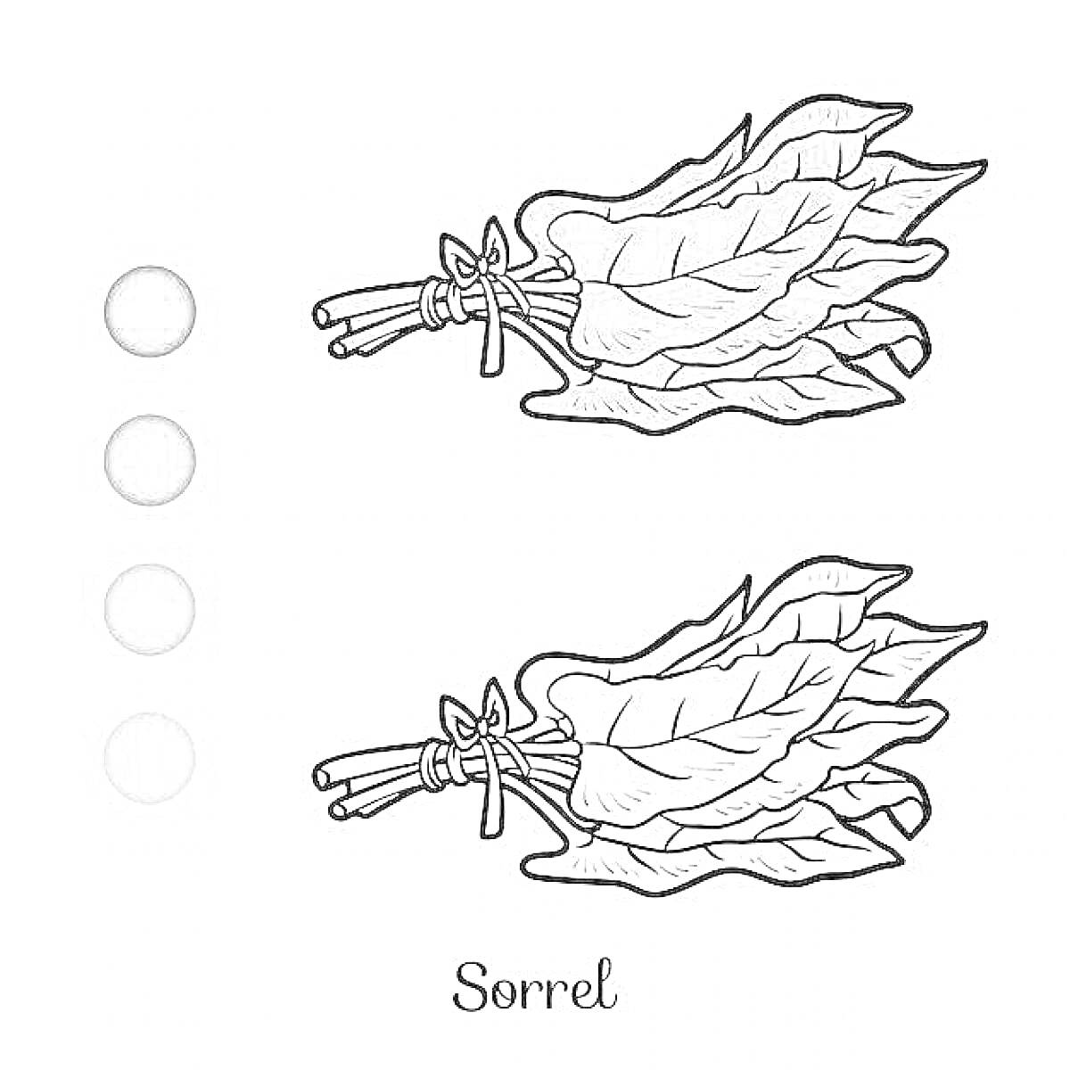 На раскраске изображено: Щавель, Листья, Овощи, Пучок, Ботаника