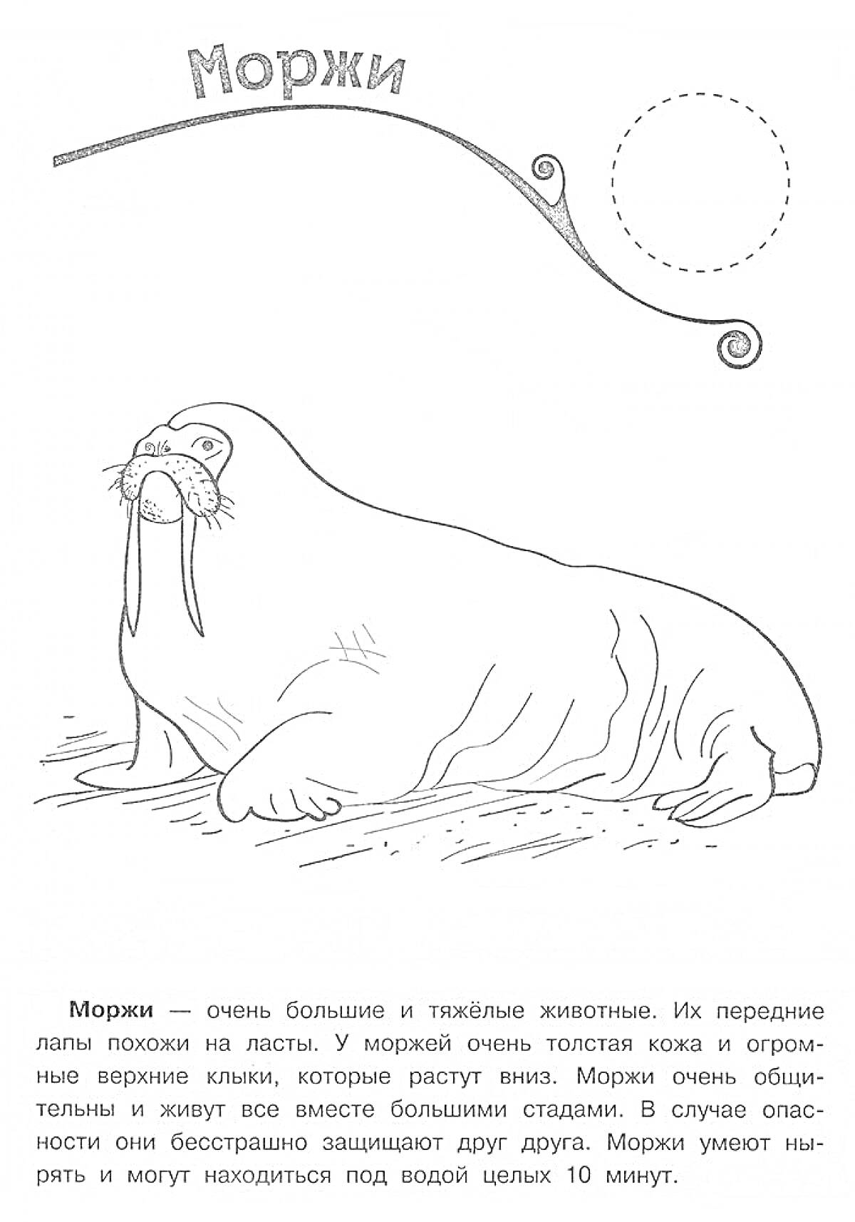 На раскраске изображено: Морж, Животные, Берег, Текст, Описание, Безопасность, Клыки