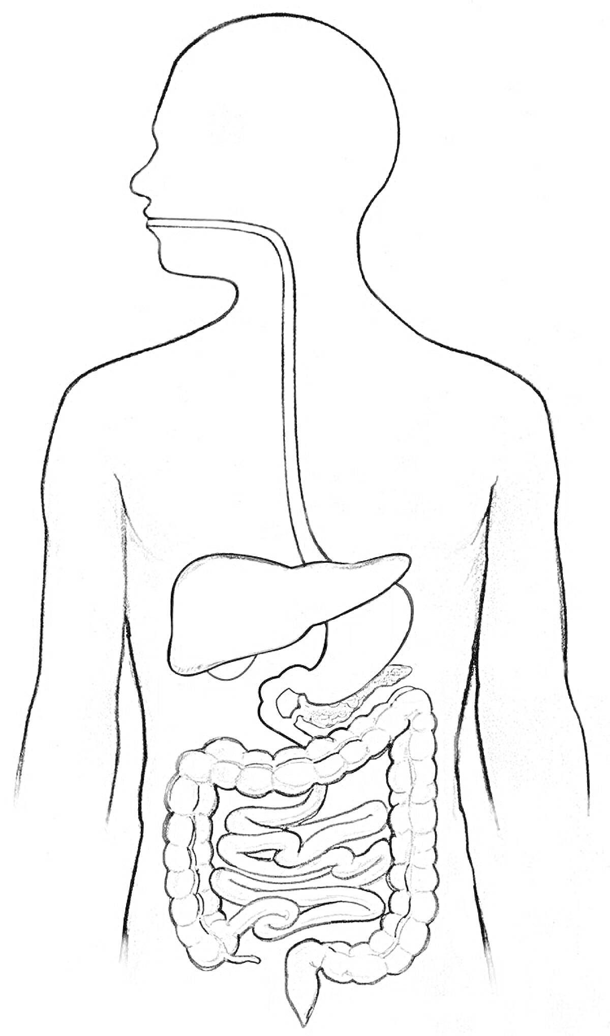 Раскраска Пищеварительная система человека: рот, пищевод, печень, желудок, тонкий кишечник, толстый кишечник, прямая кишка