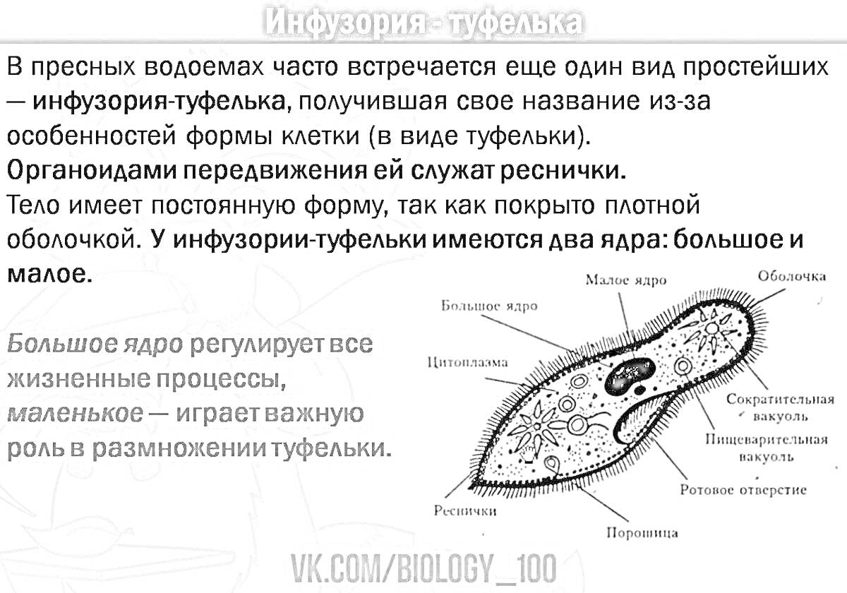 Раскраска Инфузория-туфелька со всеми элементами: реснички, большое ядро, малое ядро, сократительная вакуоль, пищеварительная вакуоль, цитоплазма, глотка, порошица