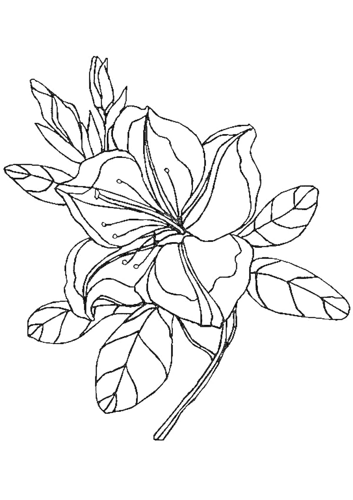 Раскраска Цветок с листьями (бутоны, лепестки и стебель)