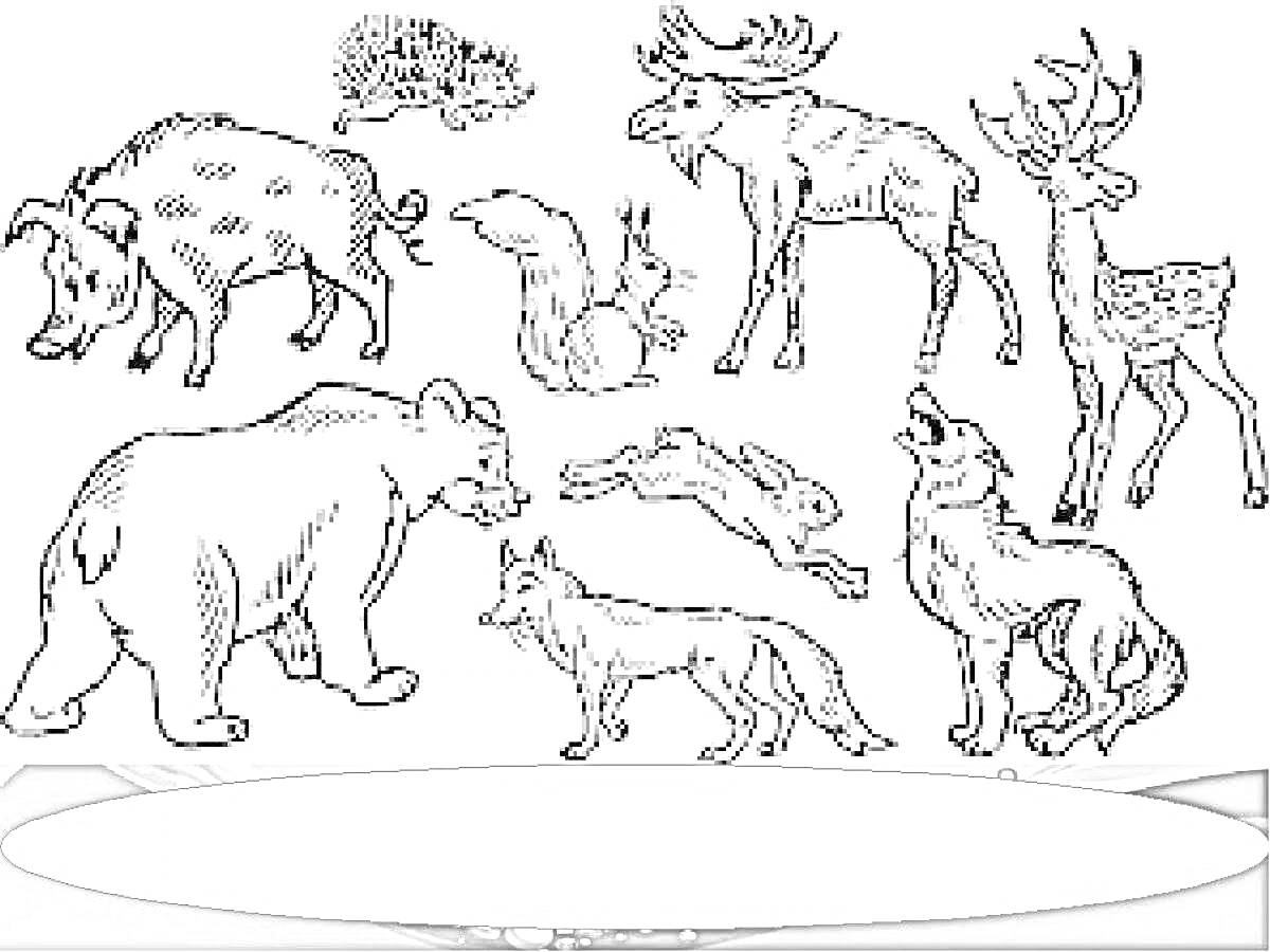 Раскраска дикие животные - кабан, еж, лось, белка, олень, медведь, заяц, волк