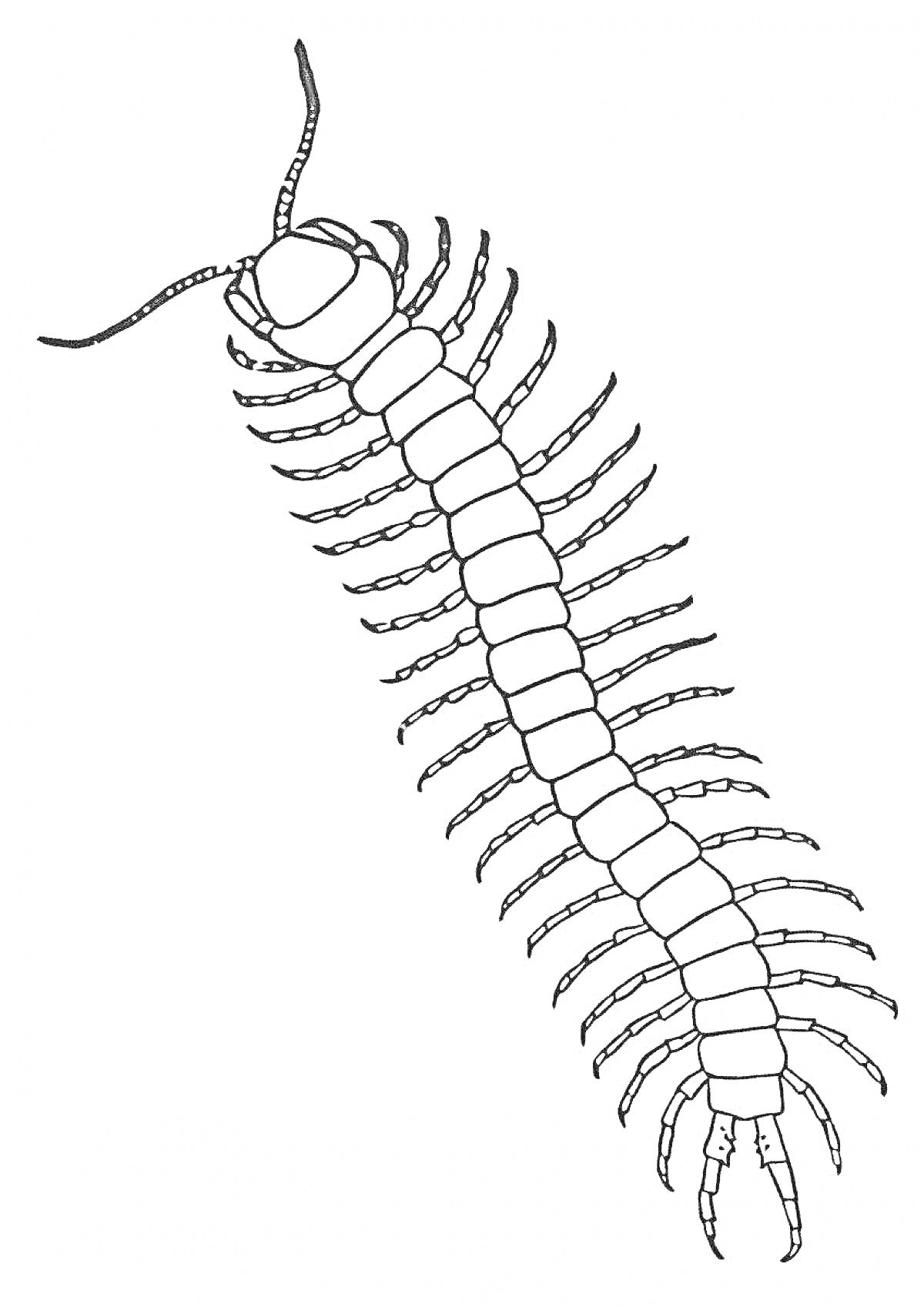 Раскраска Сороконожка с антеннами и множеством ног по бокам тела