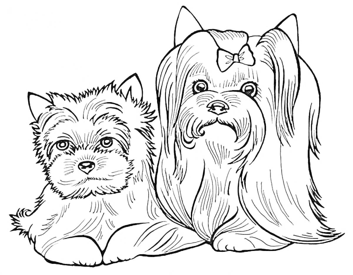 На раскраске изображено: Йоркширский терьер, Бант, Собака, Питомец, Контурные рисунки