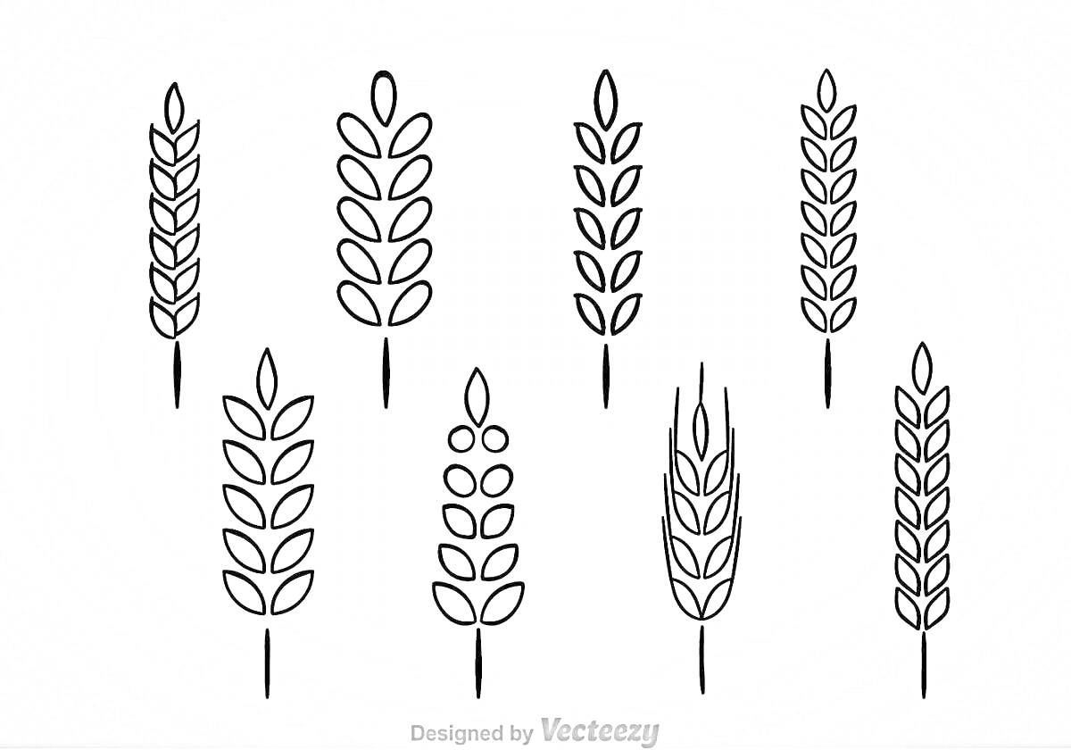 На раскраске изображено: Колосок, Пшеница, Растения, Злаки