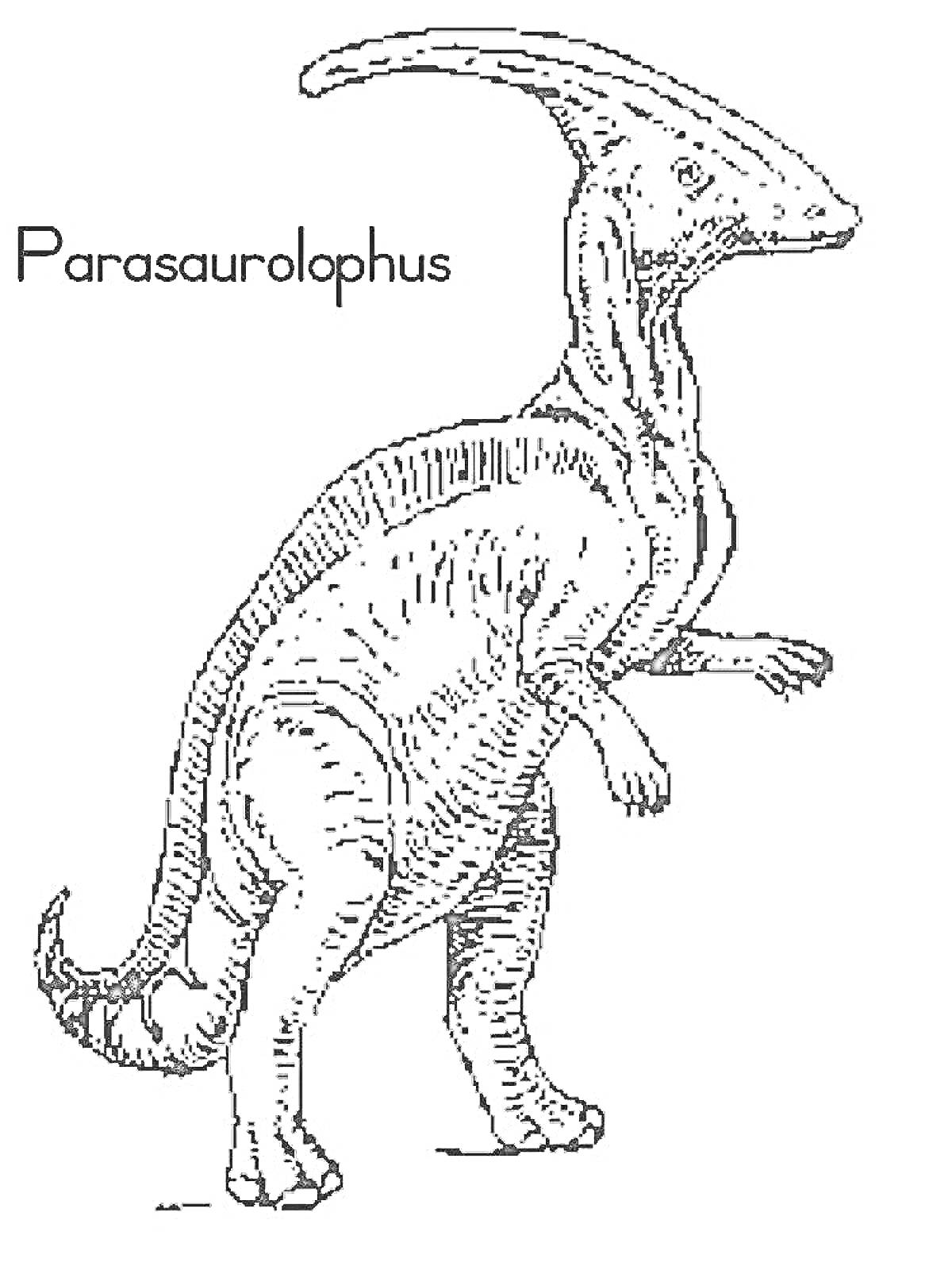 На раскраске изображено: Динозавр, Паразауролоф, Контурные рисунки