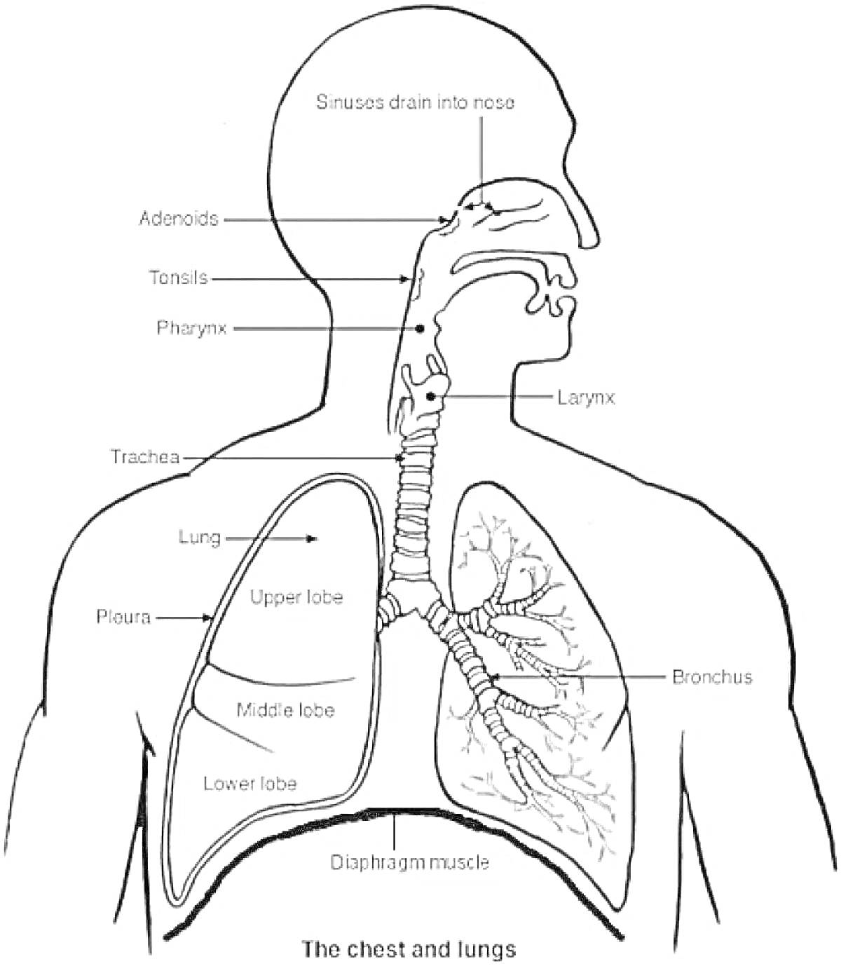 Раскраска Схематическое изображение дыхательной системы с элементами: синусы, аденоиды, миндалины, глотка, гортань, трахея, легкие (верхняя, средняя и нижняя доли), плевра, бронхи, диафрагмальные мышцы