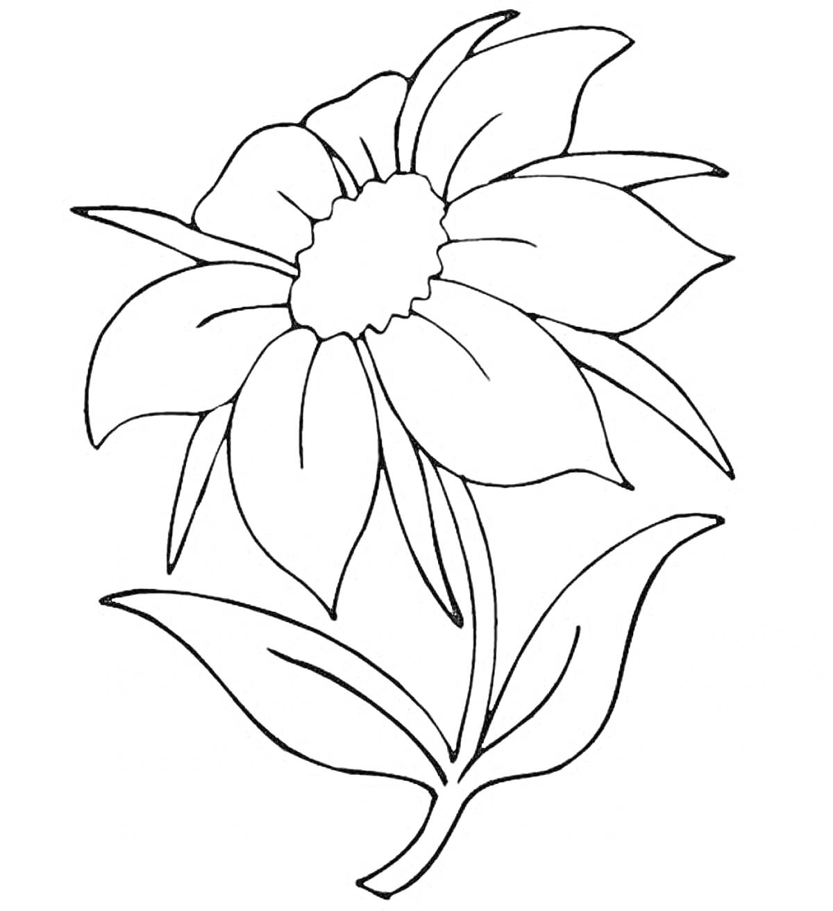 Раскраска Цветок жасмина с листьями