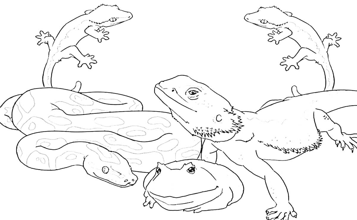 На раскраске изображено: Амфибия, Змеи, Лягушки, Ящерицы, Рептилии, Животные, Природа