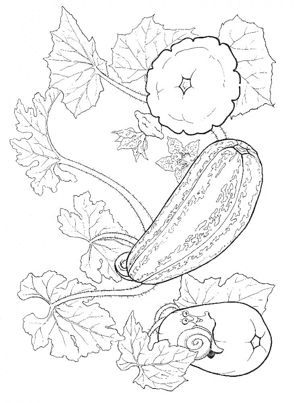 Раскраска Патиссон, кабачок, улитка и листья