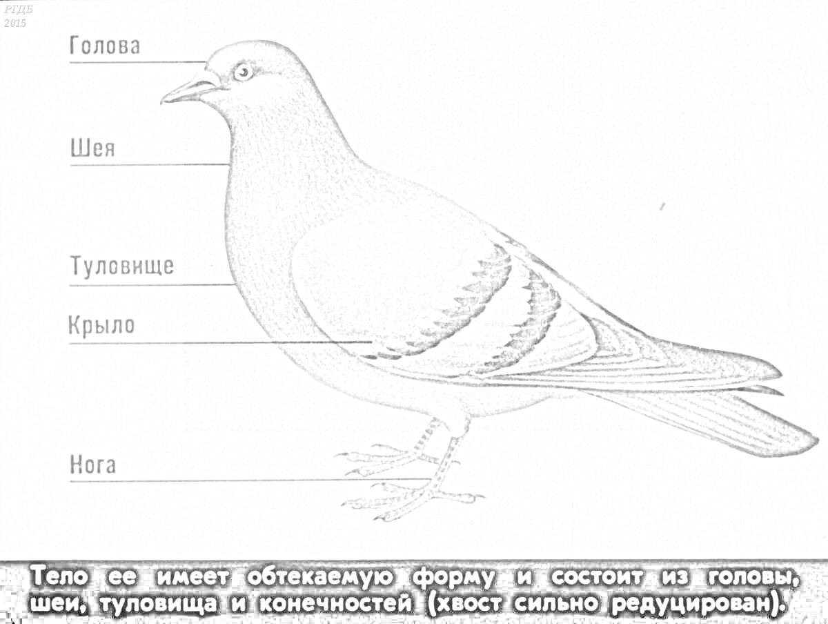 Раскраска Строение птицы: голова, шея, туловище, крыло, нога